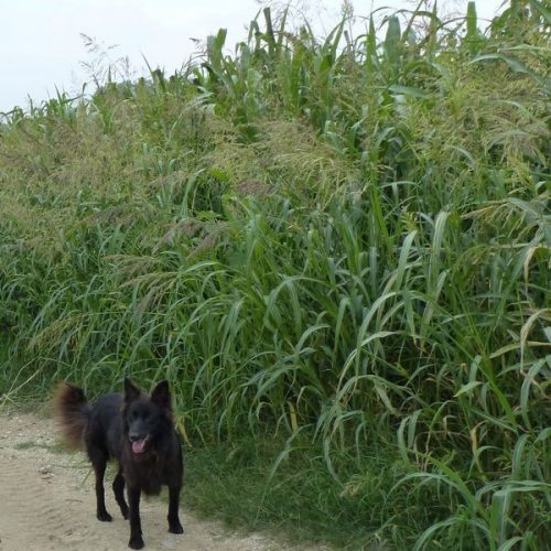 Asolo Tris BMR Cirok vetőmagkeverék 12,5 kg-os zsák, akciós