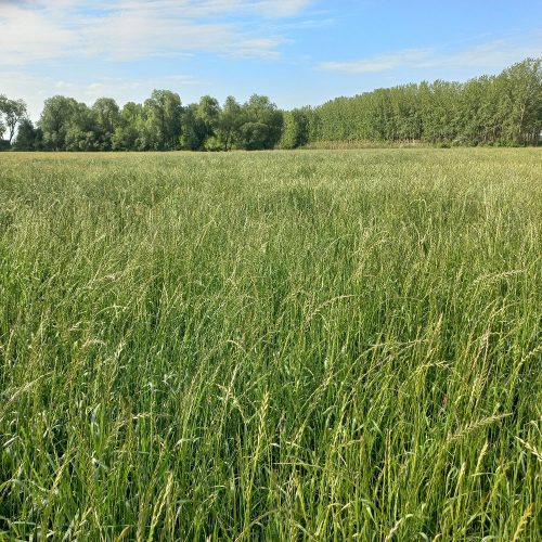 Vizes Gyep vetőmagkeverék, akciós