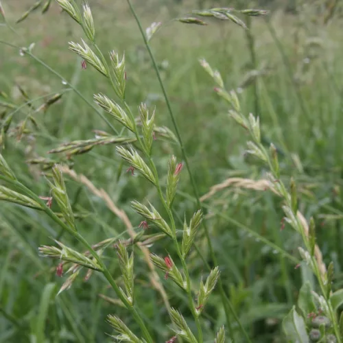 Angol perje takarmány vetőmag
