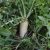Daikon meliorációs retek vetőmag