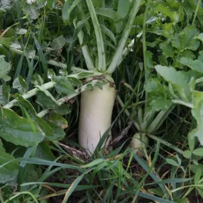 Meliorációs retek vetőmag 20 kg