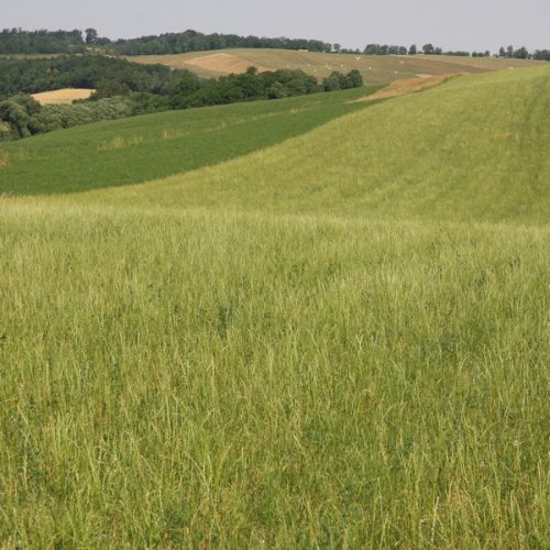 Dombvidéki legelő vetőmagkeverék