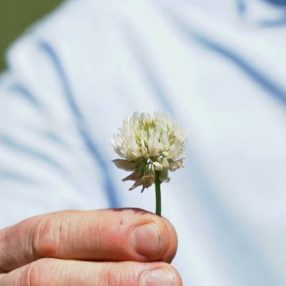 Fehér here vetőmag