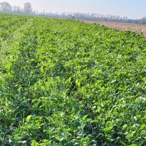 Kései Mix zöldtrágya vetőmagkeverék