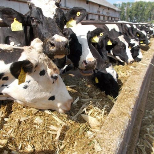 Lactodiet Plus takarmánykiegészítő tejelő és húshasznú tehenek számára