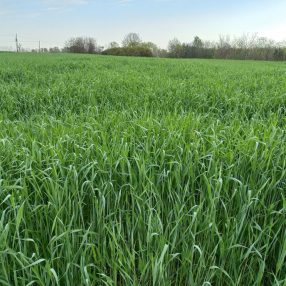 Lesan rozs vetőmag, 20 kg