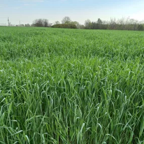 Lesan rozs vetőmag, 500 kg