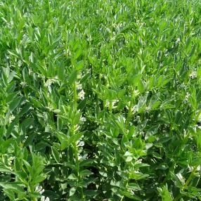 Lóbab Prothabon fajta vetőmag