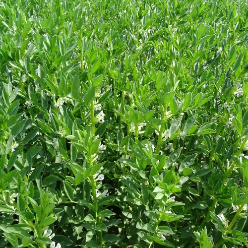 Lóbab Prothabon fajta vetőmag