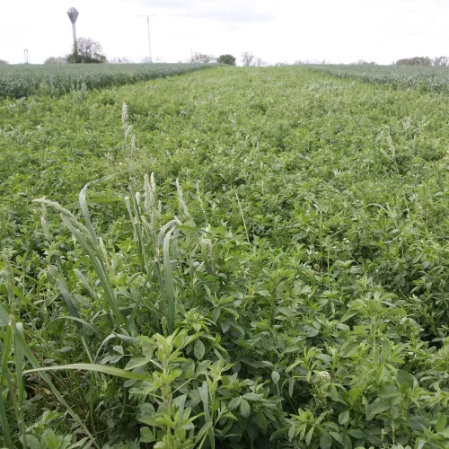Lucifair kaszáló legelő-kaszáló vetőmagkeverék