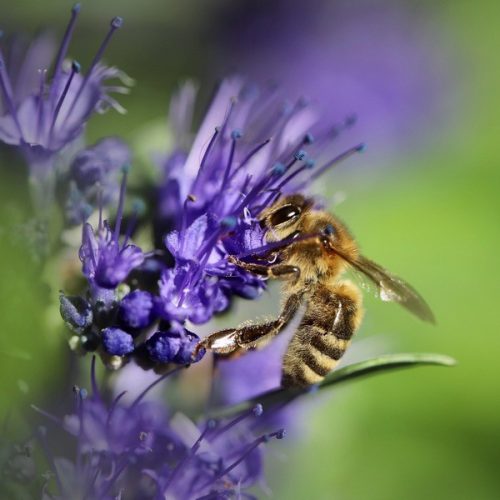 Méhes tizes vetőmagkeverék