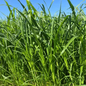 Indiai köles Nutrifeed hibrid vetőmag