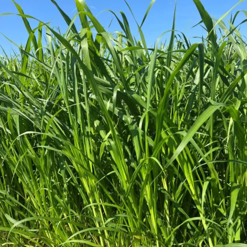 Indiai köles Nutrifeed hibrid vetőmag