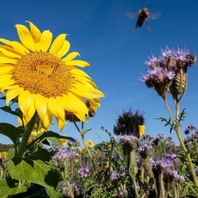 Parlagi méhes vetőmagkeverék 15 kg