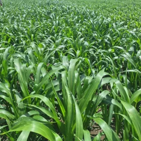 Szudánifű  Sherkan  hibrid BMR vetőmag 