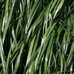 Olaszperje - Suxyl vetőmag