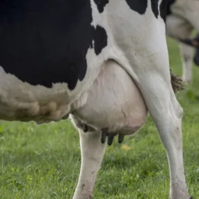   TariDiet apasztószer tejelő tehenek, juhok, kecskék, kocák számára
