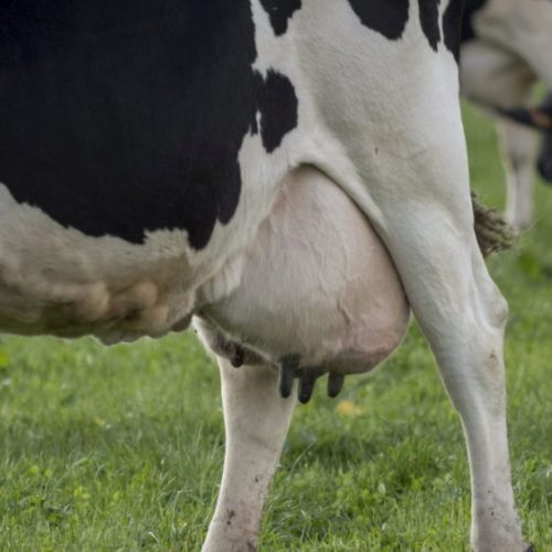 TariDiet apasztószer tejelő tehenek, juhok, kecskék, kocák számára