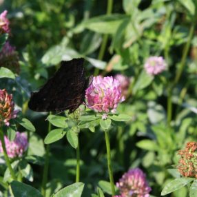 Vöröshere vetőmag 25 kg-os