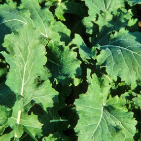 Wilma takarmányrepce vetőmag