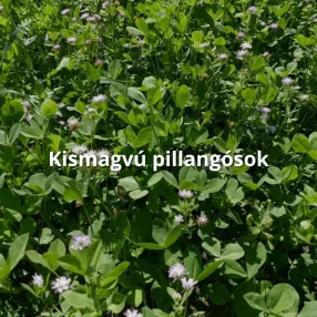 Kismagvú pillangósok