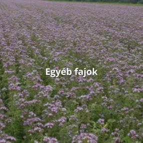 Egyéb fajok