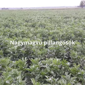 Nagymagvú pillangósok