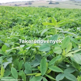 Takarónövények