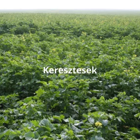 Keresztesek