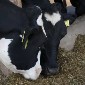 Takarmánykiegészítők