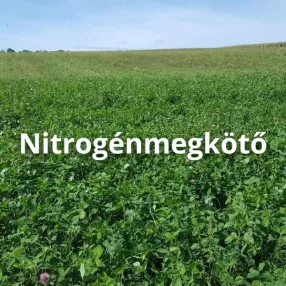 Nitrogénmegkötő