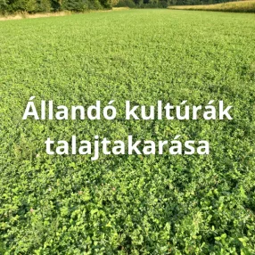 Állandó kultúrák talajtakarása