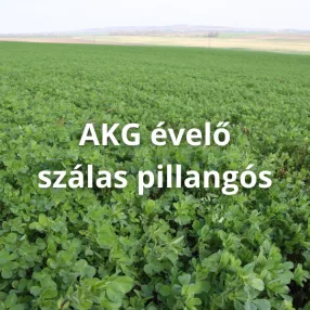 AKG évelő szálas pillangós