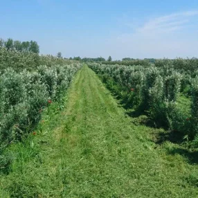 Vetőmagkeverékek gyümölcsösbe és szőlőbe