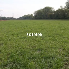 Fűfélék