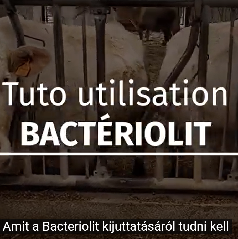 Amit a Bacteriolit kijuttatásáról tudni kell