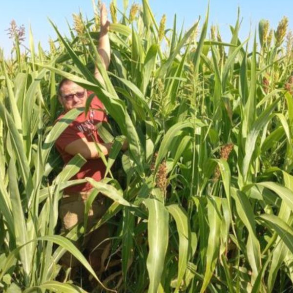 Asolo Tris háromkomponensű cirokkeverék vetés Hajdú-Bihar vármegyében