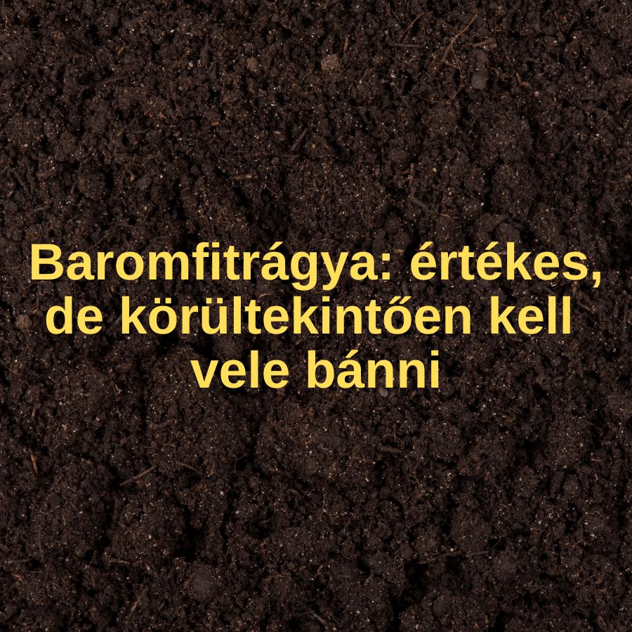 Baromfitrágya – értékes, de körültekintően kell vele bánni