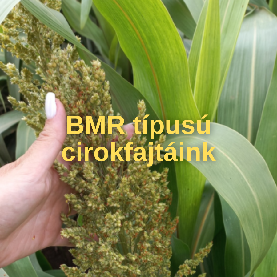 BMR típusú cirokfajtáink - Little Giant és Zumba