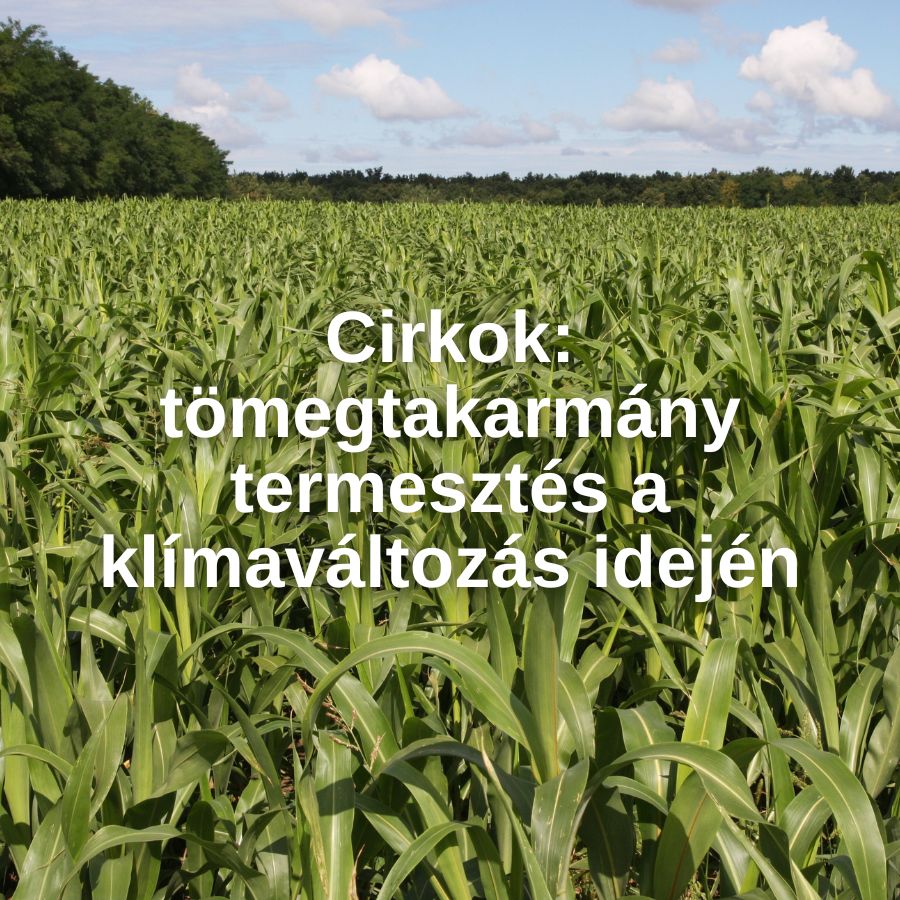 Cirkok: tömegtakarmány termesztés a klímaváltozás idején