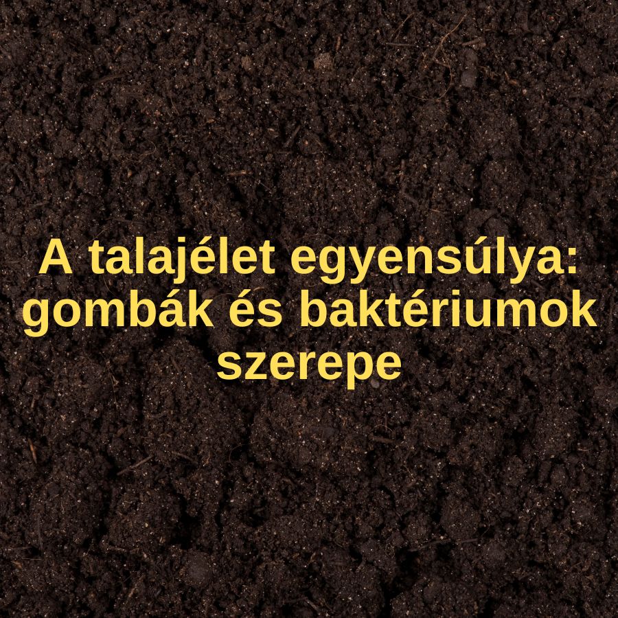 A talajélet egyensúlya – gombák és baktériumok szerepe