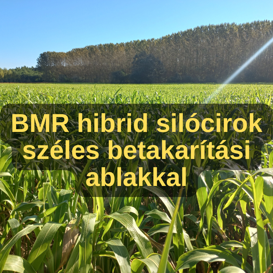 BMR hibrid silócirok széles betakarítási ablakkal