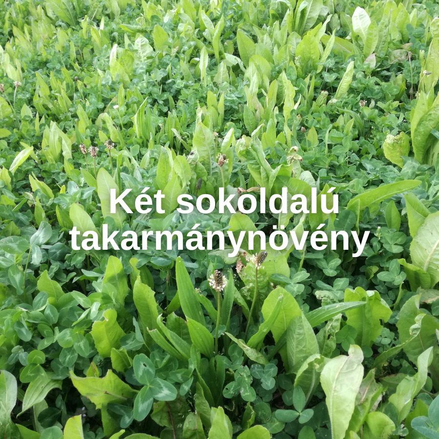 Homoki bab és lándzsás útifű – két sokoldalú takarmánynövény