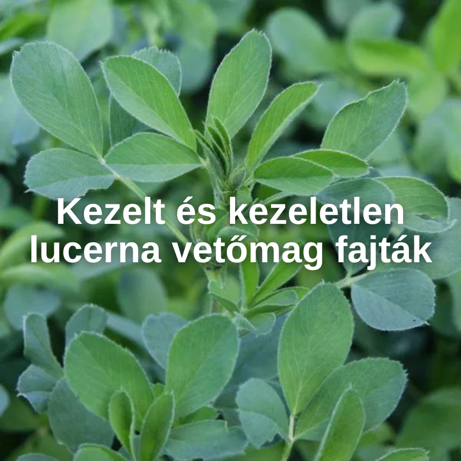 Lucernavetőmag kínálatunk – oltott és oltatlan változatban