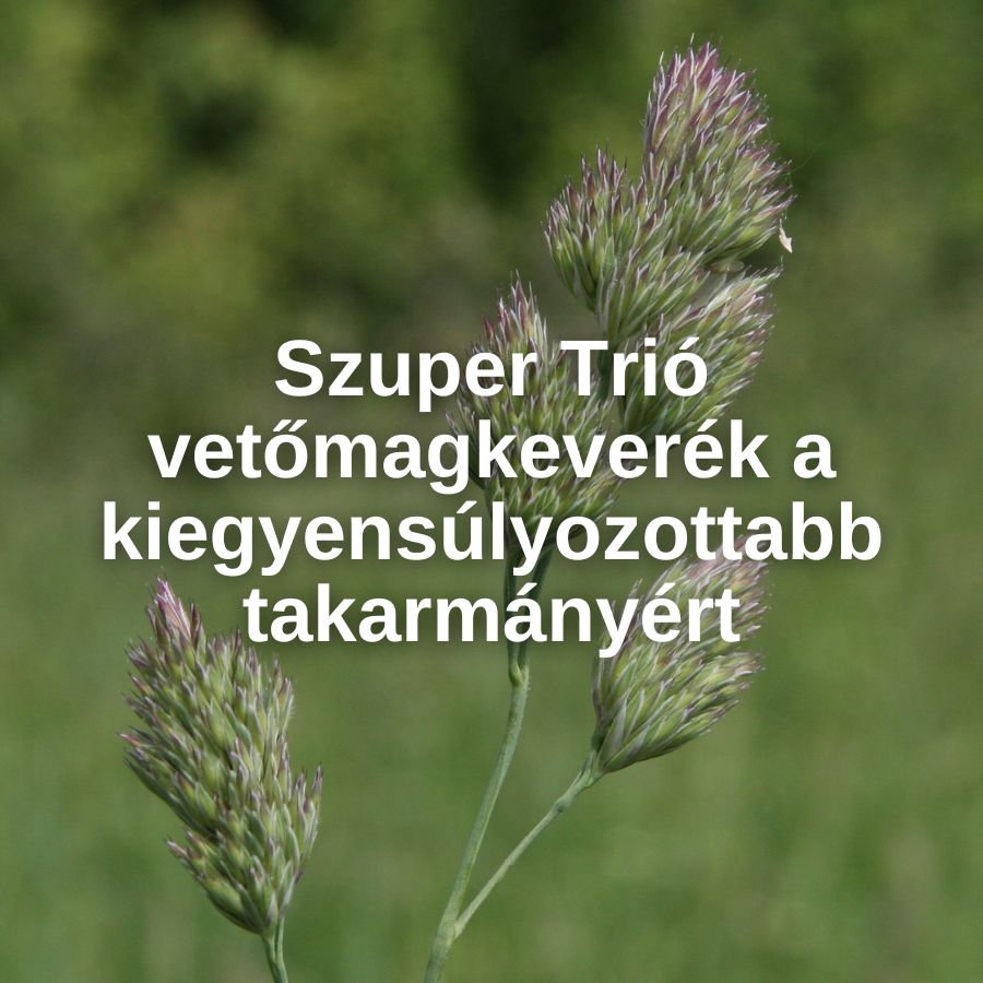 Szuper Trió vetőmagkeverék – a kiegyensúlyozottabb takarmányért