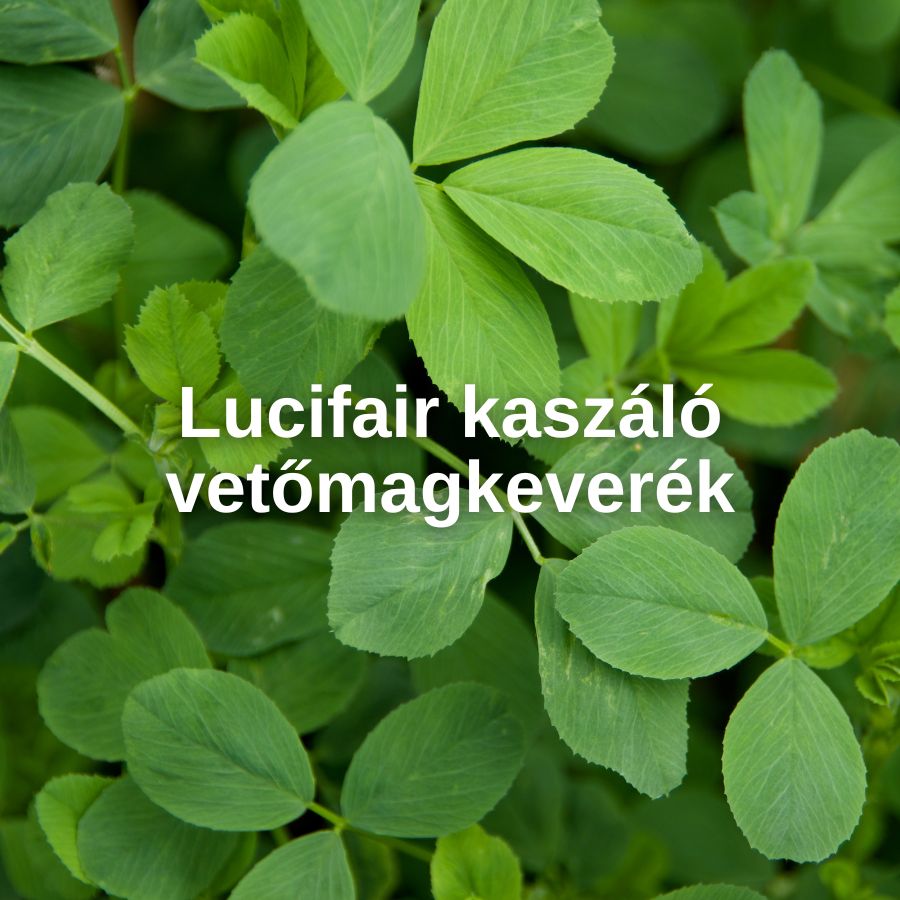 Lucifair kaszáló vetőmagkeverék