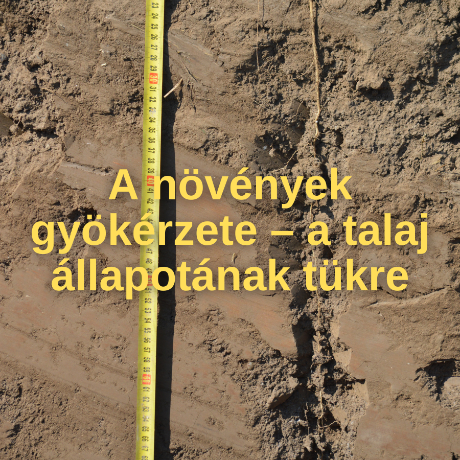 A növények gyökérzete – a talaj állapotának tükre
