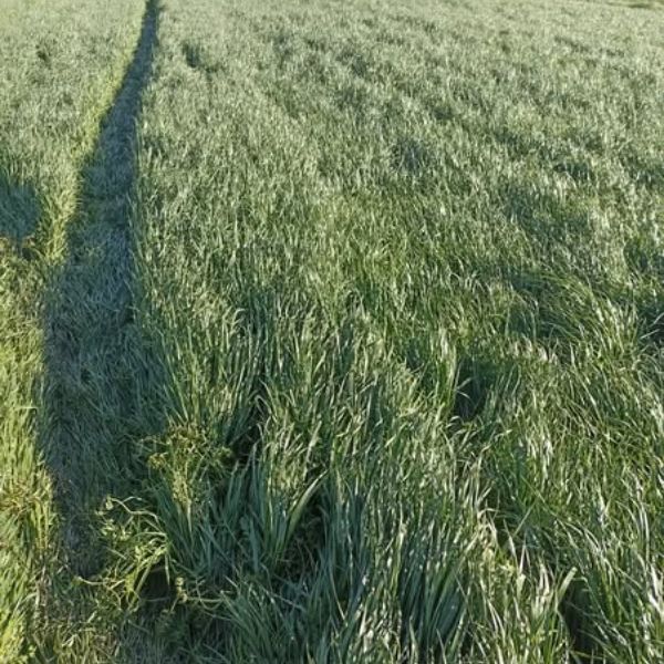 Vetőmagtermelőnknél tett látogatásunk során megcsodáltuk a Suxyl olaszperjét