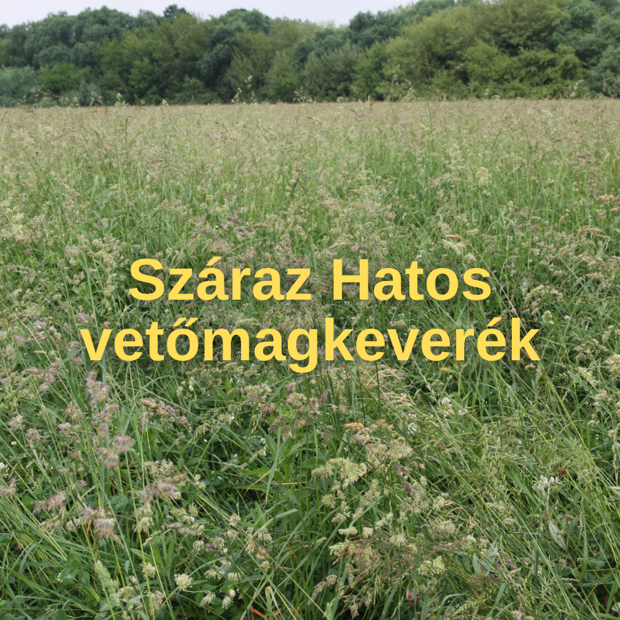 Száraz Hatos vetőmagkeverék – bevált megoldás a szárazabb területekre is