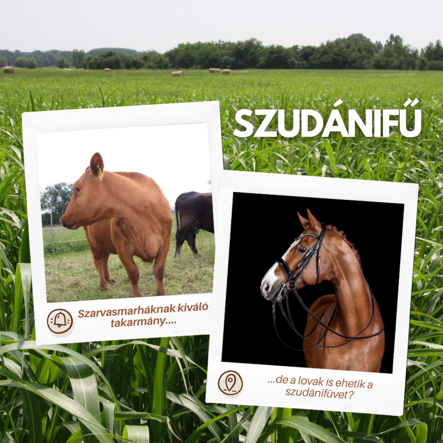 Szarvasmarháknak kiváló, de vajon a lovak is ehetik a szudánifüvet?